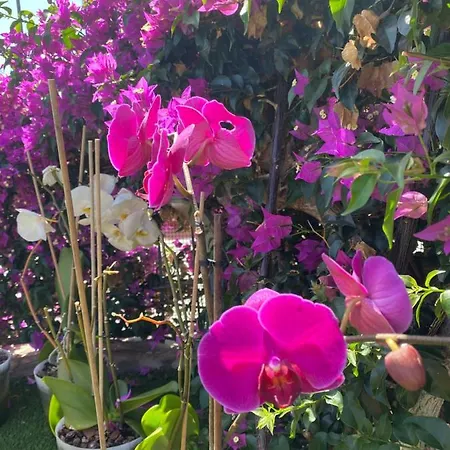 Numancia1-4b Atico5b * لاس بالماس دي غران كاناريا