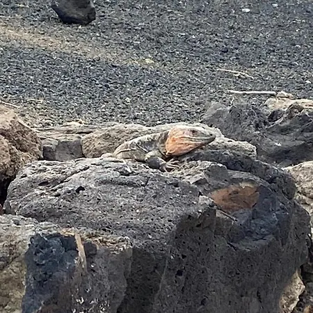 شقة Numancia1-4b Atico5b لاس بالماس دي غران كاناريا